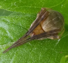 Acacesia hamata