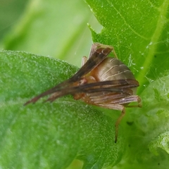 Acacesia hamata