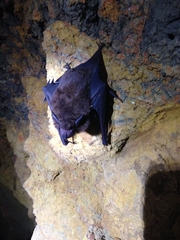 Peropteryx