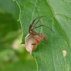 Acacesia hamata