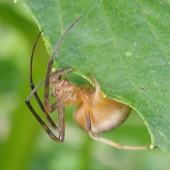 Acacesia hamata