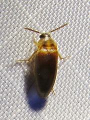 Hallomenus binotatus