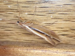 Psychoglypha