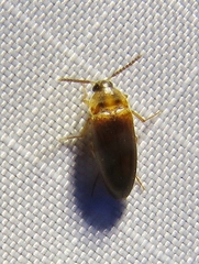 Hallomenus binotatus