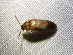 Hallomenus binotatus