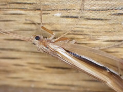 Psychoglypha