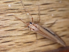 Psychoglypha