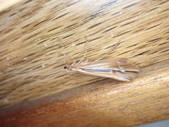 Psychoglypha