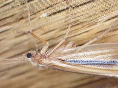 Psychoglypha