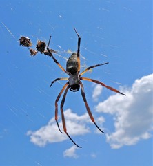 Trichonephila sexpunctata