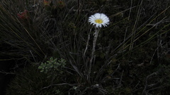 Oritrophium peruvianum