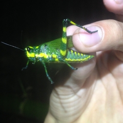 Chromacris psittacus