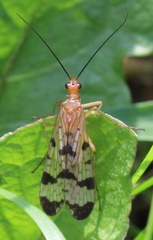 Panorpa debilis