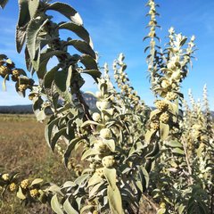 Buddleja perfoliata