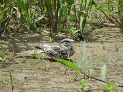 Hydropsalis climacocerca