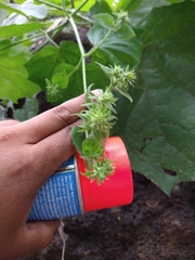 Eupatoriastrum corvi