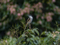 Lanius schach schach