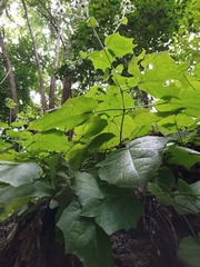 Eupatoriastrum corvi