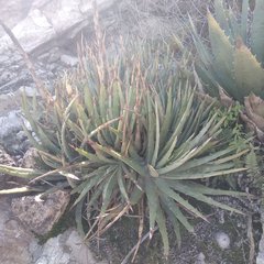 Hechtia perotensis
