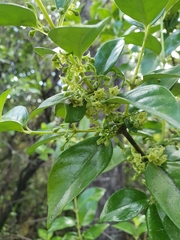 Geniostoma ligustrifolium