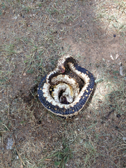 Heterodon nasicus