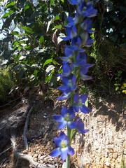 Thelymitra grandiflora