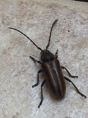 Trachyderina
