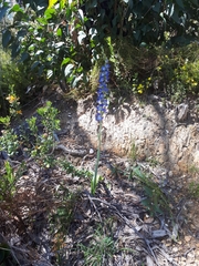 Thelymitra grandiflora