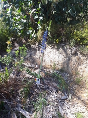 Thelymitra grandiflora