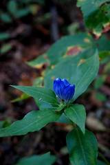 Gentiana austromontana