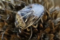 Trichopepla