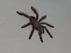 Avicularia rufa