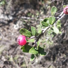 Malacomeles denticulata