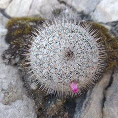 Mammillaria haageana haageana