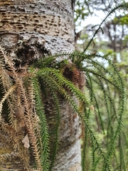 Dacrydium cupressinum