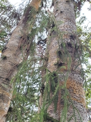 Dacrydium cupressinum