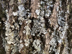 Fungi