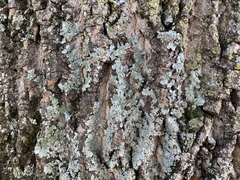 Fungi
