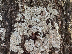Fungi