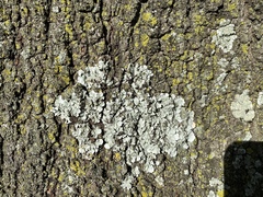 Fungi