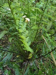 Asplenium bulbiferum