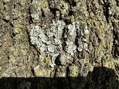 Fungi