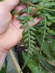 Asplenium bulbiferum