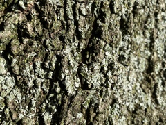 Fungi