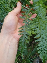 Asplenium bulbiferum