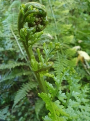 Asplenium bulbiferum