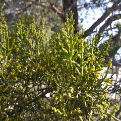 Phoradendron minutifolium