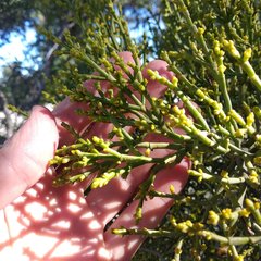 Phoradendron minutifolium