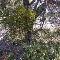 Phoradendron minutifolium