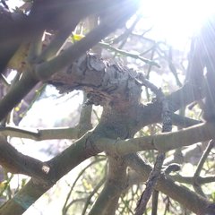 Phoradendron minutifolium